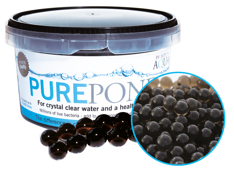 Pure Pond
